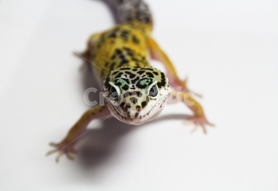 lizard,도마뱀,reptile,gecko,게코,레게,레오파드게코,leopardgecko,파충류,애완동물,동물,animal,파충류,양서류,reptile,amphibian