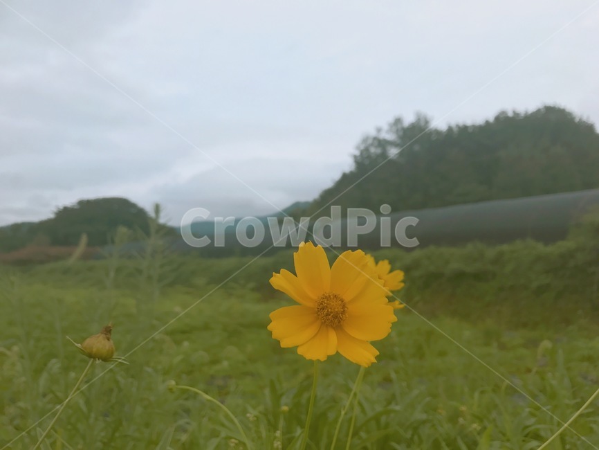 들꽃,꽃,가을,nature,자연,식물