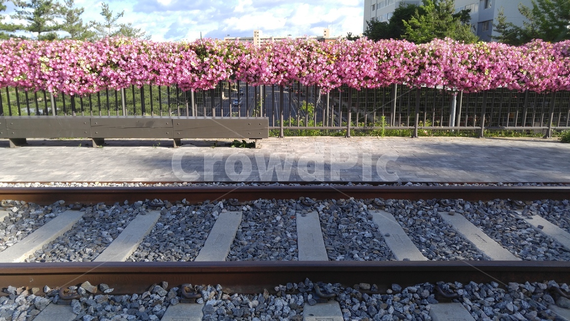 철길,기차길,길,갈색,회색,사피니아,꽃,분홍꽃,분홍색,arailroadtrack,road,way,brown,gray,flower,pinkflowers,pink