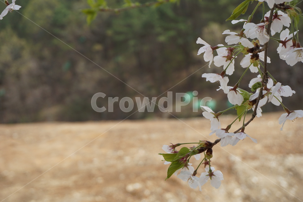 봄,4월,꽃잎,벚꽃,연두색,벚꽃나무,봄,계절,spring,season,식물,자연,plants,nature,꽃,flower,leaf,잎,plant