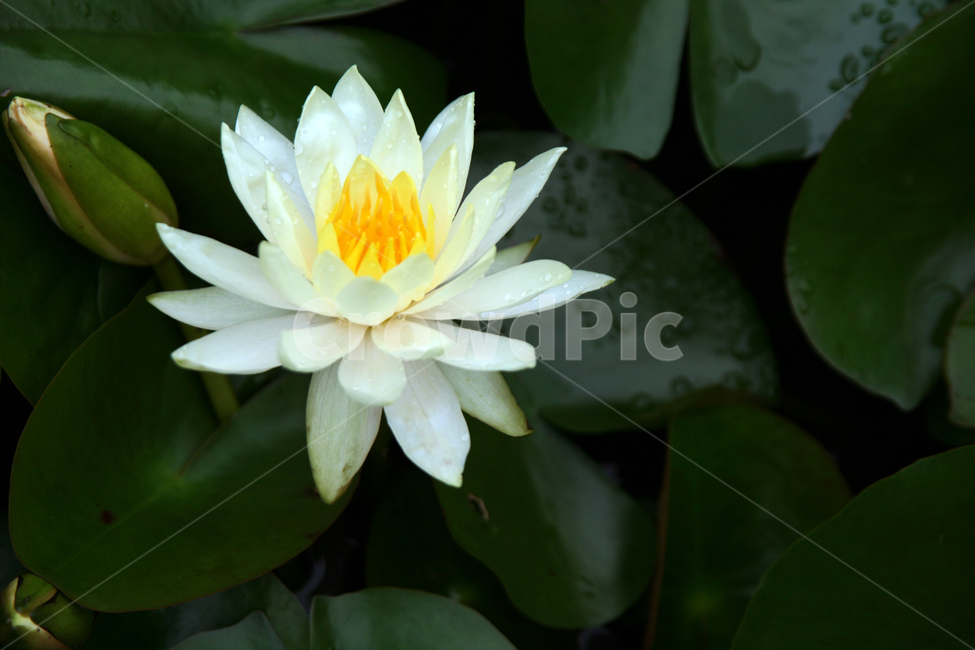 plant,식물,flower,꽃,blossom,pondlily,연못백합,연꽃