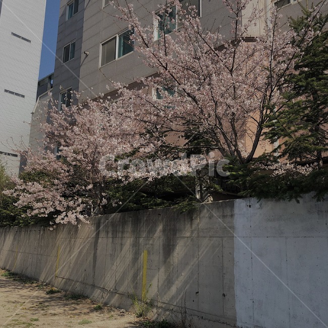 벚꽃,봄,벚꽃나무,분홍,4월,봄,계절,spring,season,식물,자연,plants,nature,꽃,flower,plant