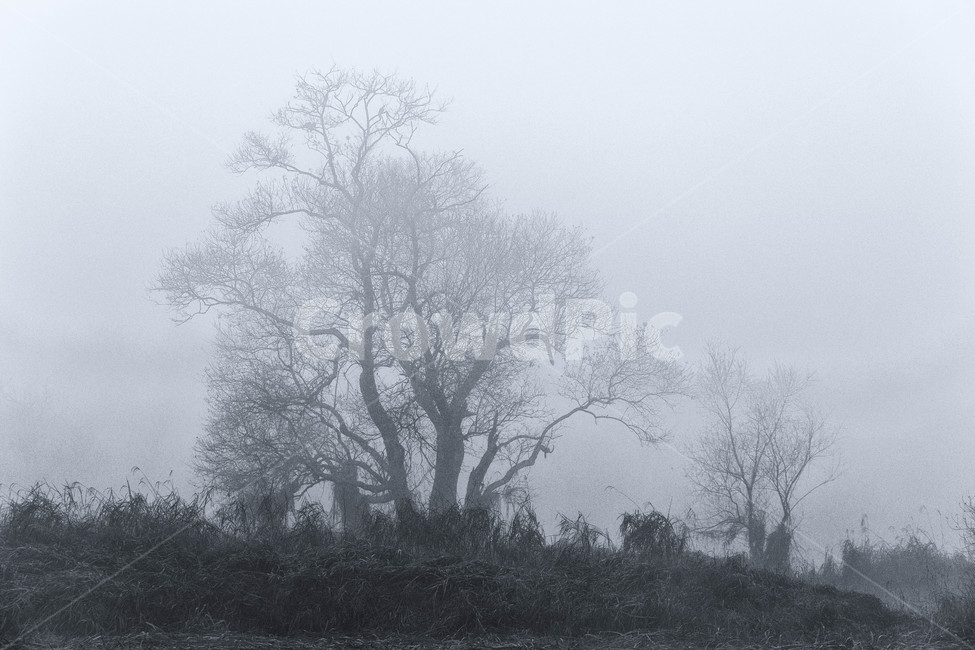 안개,나무,안개낀아침,화포천,습지,자연,풍경,nature,landscape,식물,plants,나무,trees,wood,흑백,모노톤,monochrome,black and white,weather,날씨,outdoors,옥외