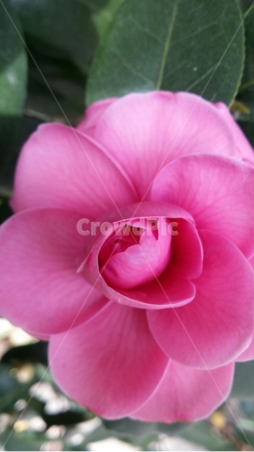꽃,플라워,봄,봄꽃,뷰티풀,flower,bloom,beautiful,plant,식물,rose,장미,식물,자연,plants,nature,꽃,flower