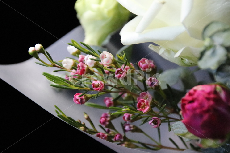 자연,꽃,꽃다발,감성,무보정,식물,자연,plants,nature,꽃,flower,기념일,축하,anniversary,congratulation,celebrate,celebration
