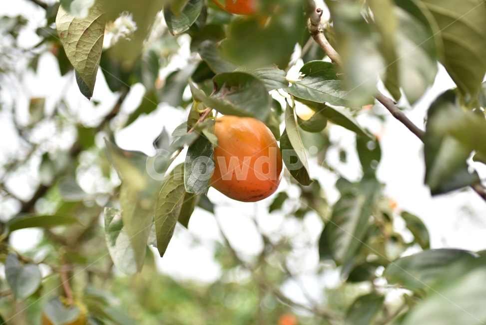 감,가을,autumn,persimmon,tree,식물,자연,plants,nature,과일,열매,fruit