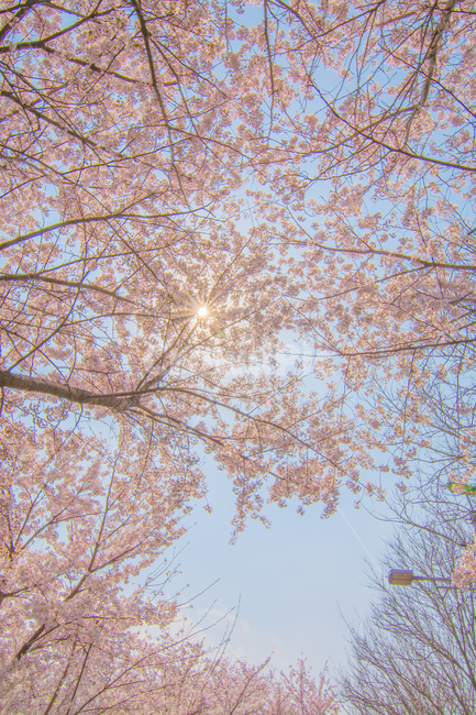 봄,벚꽃,풍경,계절,꽃,나무,자연,태양,하늘,감성,spring,cherryblessem,landscape,season,flower,tree,natrue,sun,sky,부산,busan,데이트