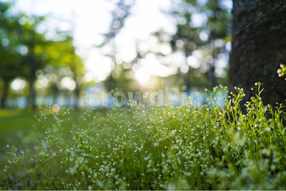 오후,햇살,녹색,공원,풀,보케,식물,자연,plants,nature,꽃,flower,휴식,힐링,rest,relaxation,healing