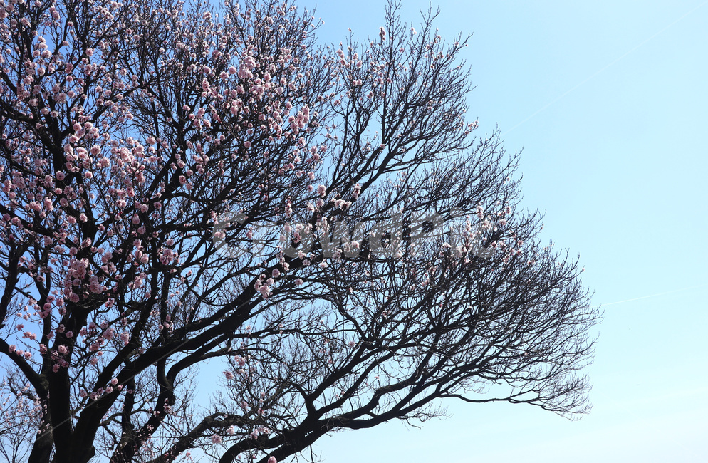 벚꽃,벚나무,봄,blossom,꽃