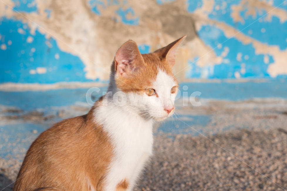 동물,고양이,길고양이,자연,감성사진,포유류,동물,animal,포유류,mammal,고양이,cat,kitten,kitty