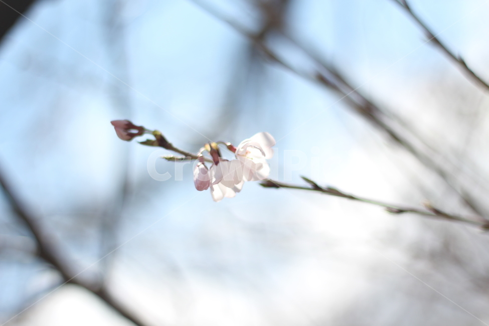 벚꽃,사쿠라,cherryblossom,플라워,나무,꽃나무,봄,봄꽃,봄벚꽃,흰벚꽃,plant,식물,flower,꽃,blossom,꽃봉오리,꽃봉우리,bud,flowerbud