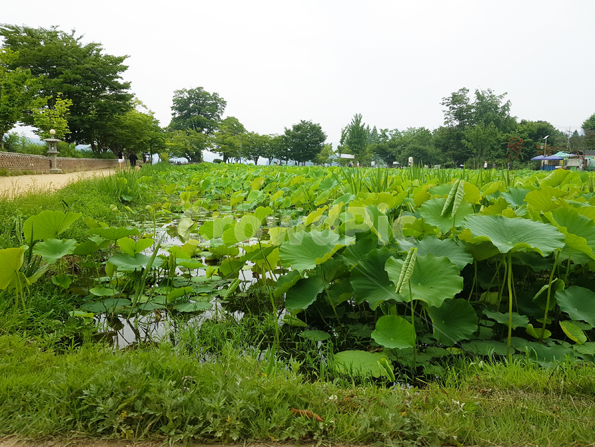 공원,park,나무,tree,연꽃,식물,자연,plants,nature