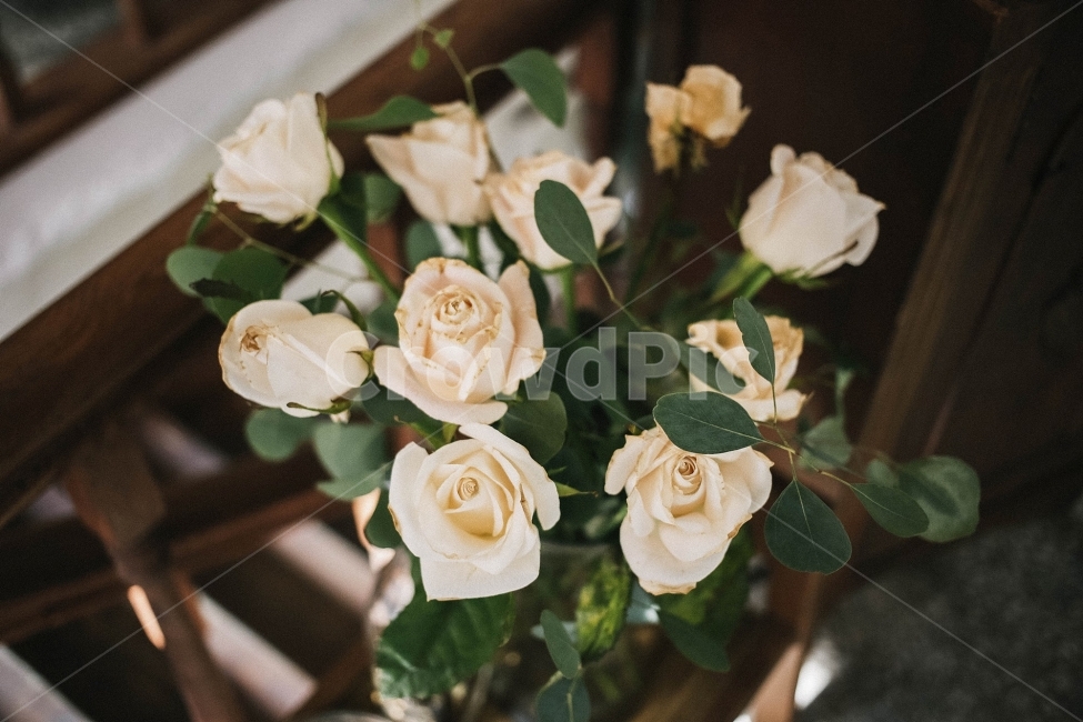 스냅,감성사진,필름,필름사진,필름느낌,사진,꽃,장미,화분,식물,자연,plants,nature,꽃,flower,감성,sensible,feeling