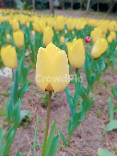 노랑색,노랑,노란색,꽃,제주도,튤립,꽃밭,녹색,초록색,초록,흙,tulip,봄날,spring,튤립축제,구근식물,flowers,식물,아름다운,공원,꽃축제,배경,바탕,우아한,beautiful,예쁜,화려한,가든,화단,정원,garden,봄,계절,season,자연,plants,nature,flower,plant,blossom