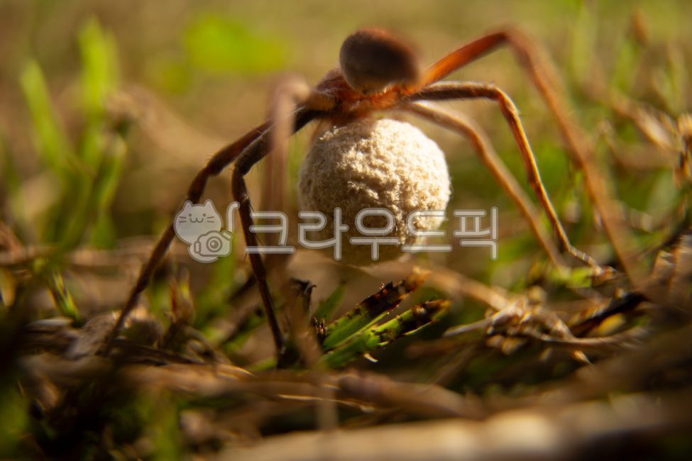 동물,거미,spider,거미알,엄마거미