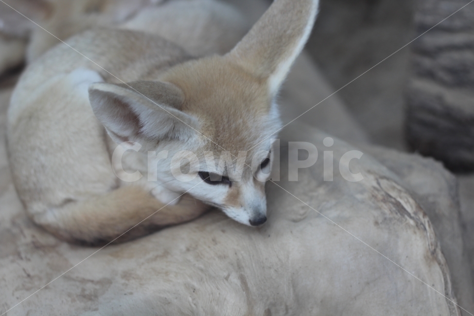 동물,사막여우,귀여움,사막,여우,동물,animal,포유류,mammal