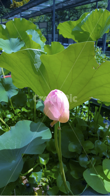 연꽃,식물,꽃,풀,꽃봉오리,연잎,배경화면,자연,plant,flower,blooming,bud,lotus,leaves,green,nature,background,pinkflower,식물,자연,plants,nature,꽃,flower