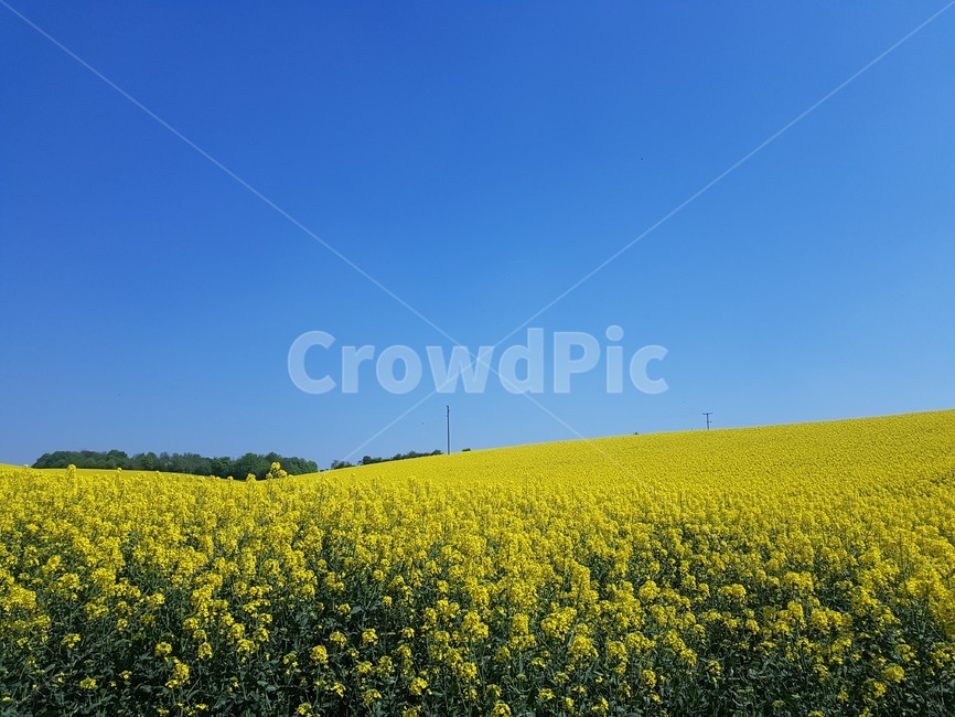 꽃,유채꽃,자연,nature,flower,봄