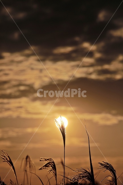 갈대,노을,공원,하늘,구름,reed,park,sky,그림자,실루엣,silhouette,sunset,가을,계절,fall,autumn,season,식물,자연,plants,nature,flare,플레어,light,빛,sunlight,햇빛,outdoors,옥외