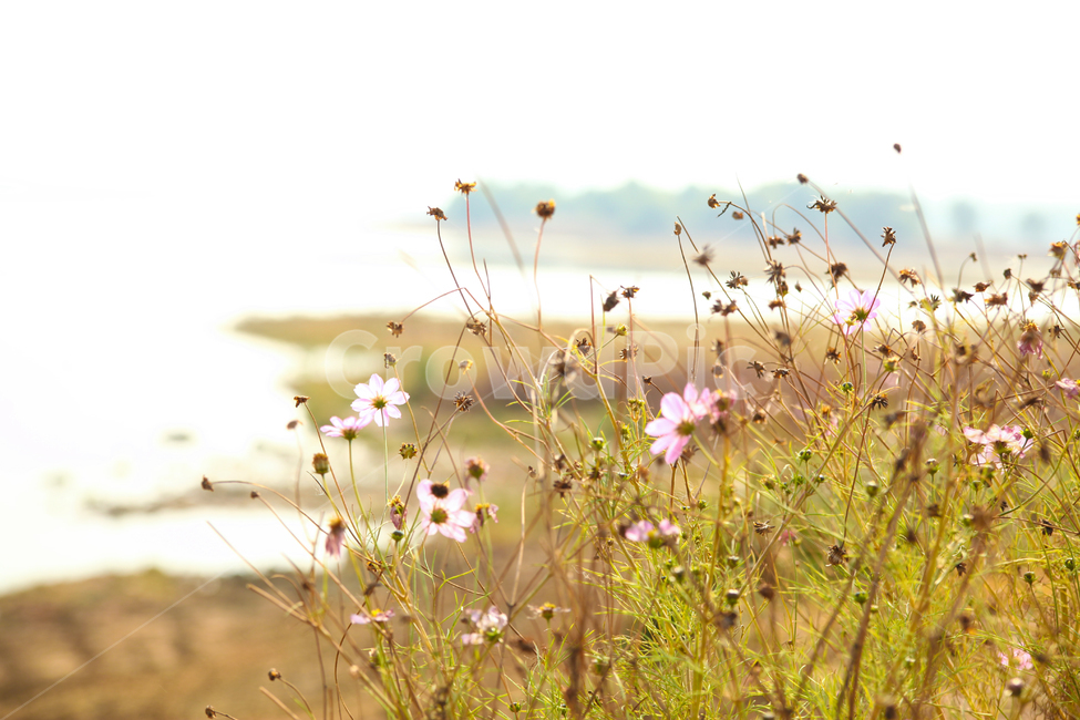 Cosmos landscape,autumn scenery,riverside,picnic,Cosmos,flower