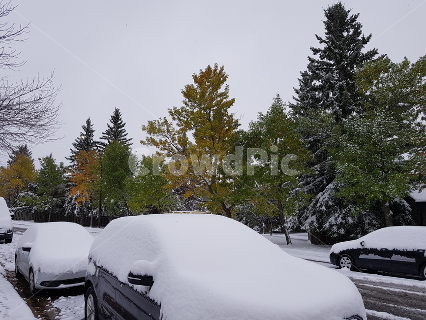 캘거리,첫눈,눈,풍경,경치,snow,겨울,계절,winter,season