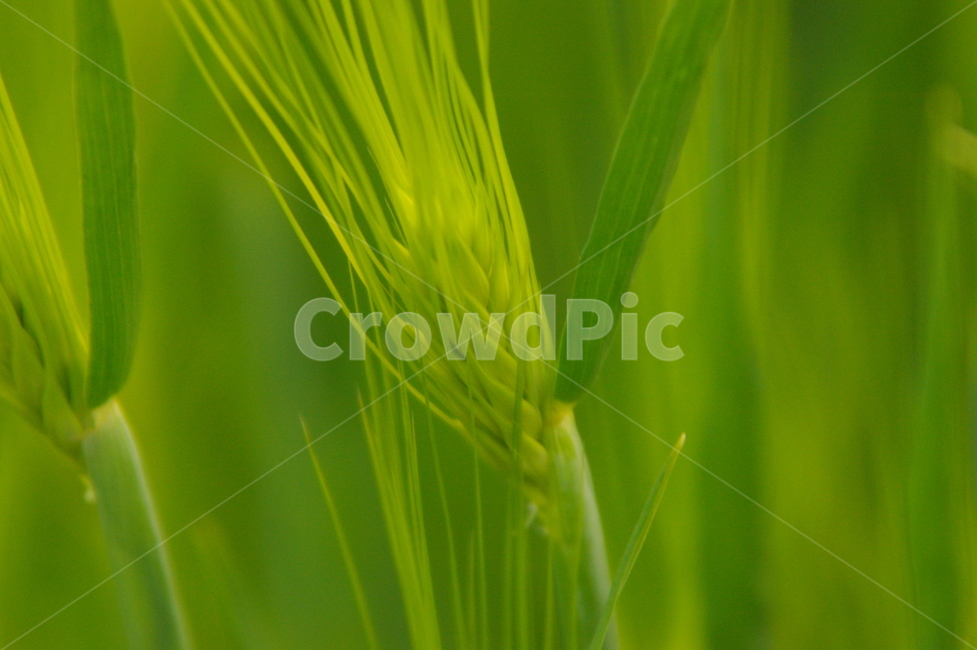 보리,보리밭,식물,plant,초록