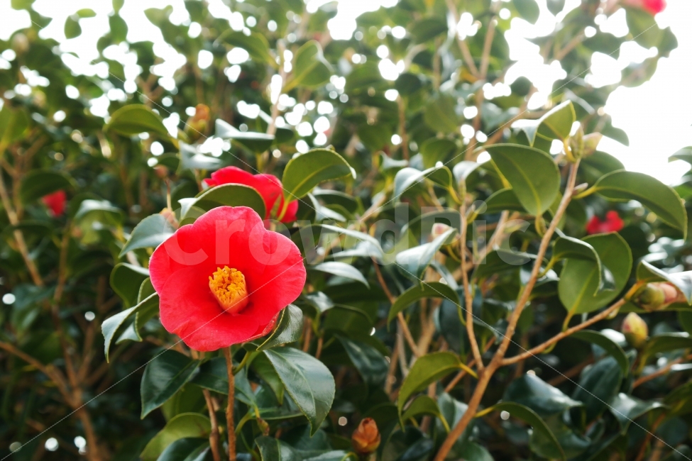 동백꽃,꽃,동백,동백나무,봄꽃,빨강,초록,빛,식물,자연,plants,nature,꽃,flower