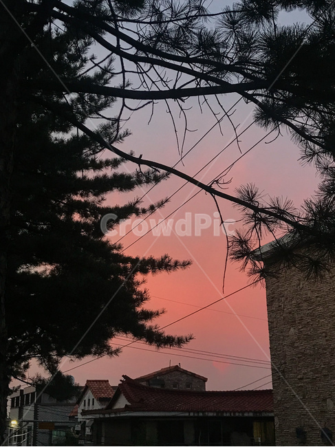일몰,sunset,감성,노을,석양,하늘,빨간,붉은,해질녘,색감,핑크,소나무,분홍,분홍하늘