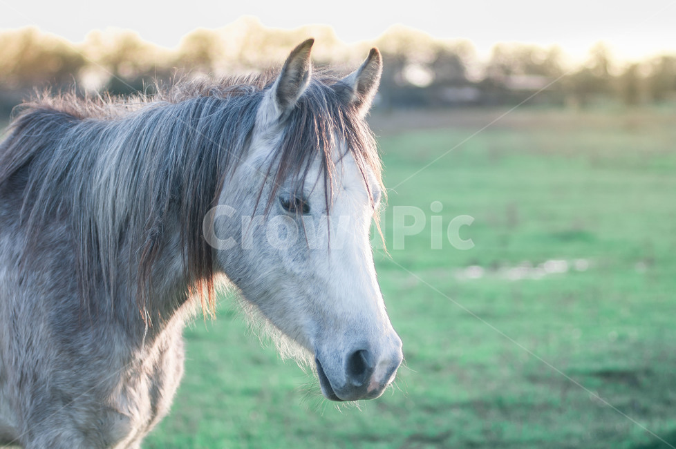horse,말,mammal,포유류,animal,동물,들판,동물,animal,포유류,mammal