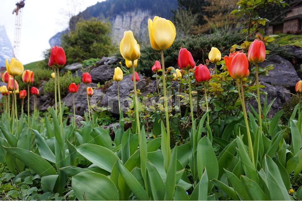 꽃,튤립,빨간,노란,초록,야외,공원,꽃밭,아름다움,flower,tulip,red,yellow,green,outside,park,garden,flowergarden,beautiful,식물,자연,plants,nature,꽃,flower
