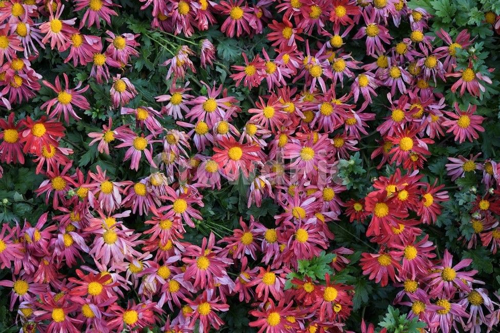 chrysanthemum,국화,가을,전시,핑크,꽃,계절,우아함,꽃송이,autumn,fall,flower,season,smell,elegance,bloom,노랑,yellow,floral,nobility,고귀함,향기,가을대표,식물,자연,plants,nature,꽃,flower