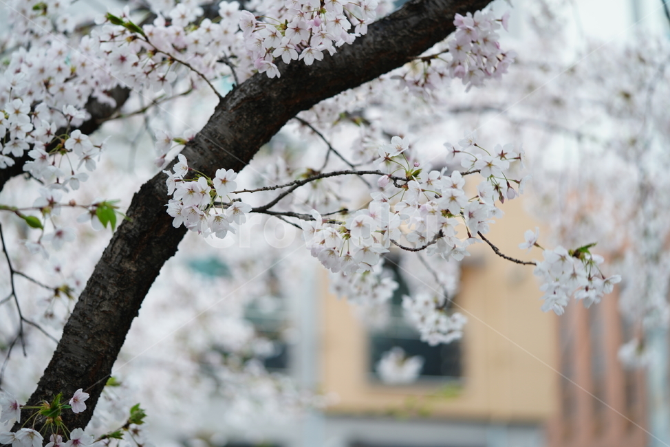 꽃,벚꽃,봄,계절,플라워,화이트,흰색,하얀색,생물,감성,느낌,식물,flower,spring,white,봄,계절,spring,season,식물,자연,plants,nature,꽃,flower,plant,cherry blossom,blossom