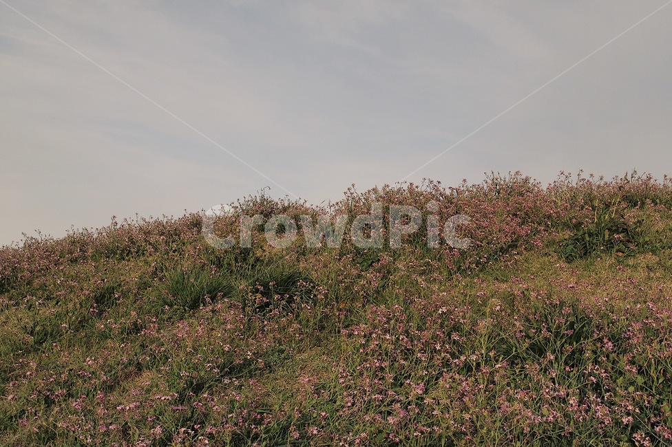 자연,풍경,풀,들꽃,꽃,따뜻한,아름다운,제주도,자연,풍경,nature,landscape,한국자연풍경,한국자연경관,korea nature landscape,제주도,jeju,jeju island,outdoors,옥외,grassland,목초지,field,들