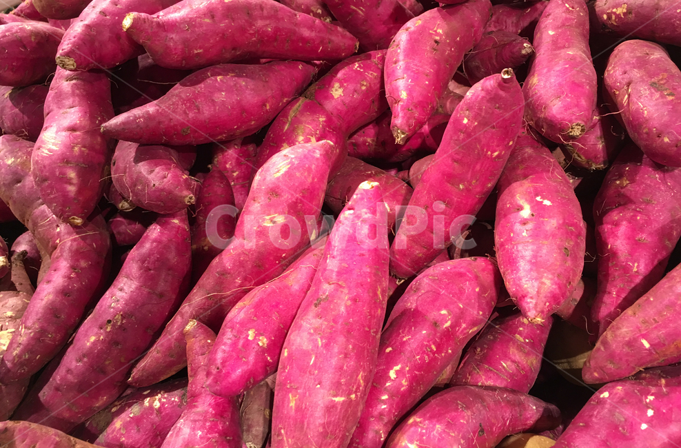 고구마,야채,음식,얌,식물,구황식물,자색,자색고구마,뿌리채소,다이어트,식품,채소,건강,농업,농산품,수확,작물,농작물