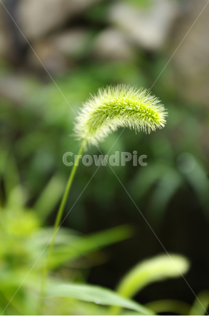 식물,plant,강아지풀,잡초,초록,식물,자연,plants,nature
