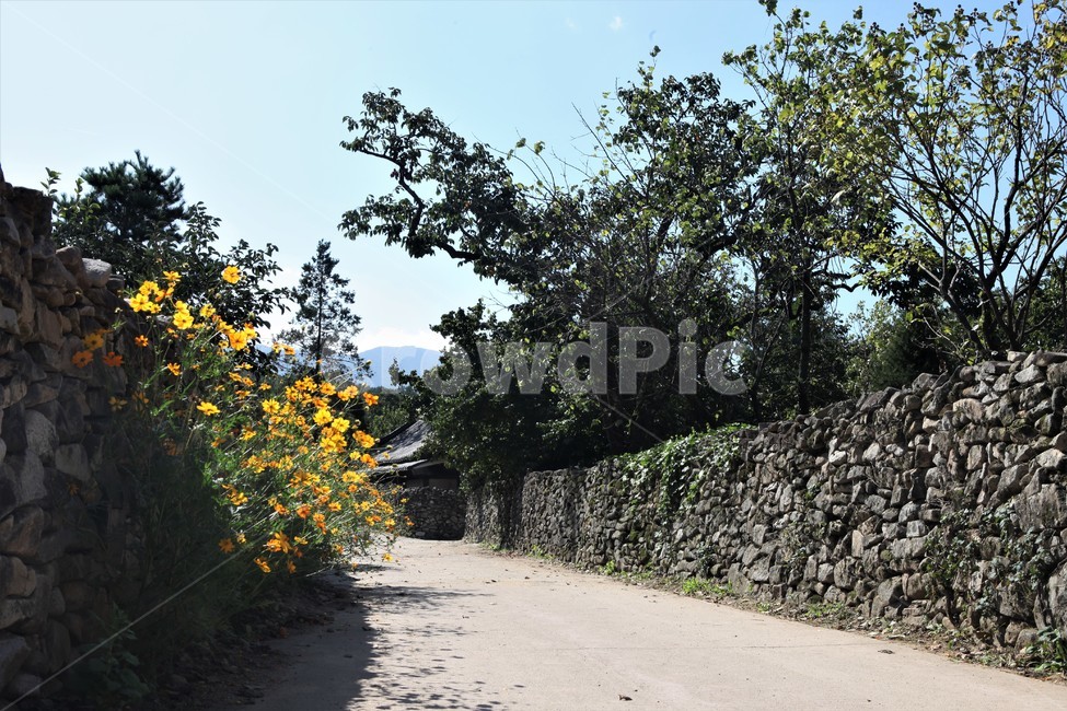 외암마을,돌담길,골목,노란코스모스,금계국,자연,풍경,nature,landscape