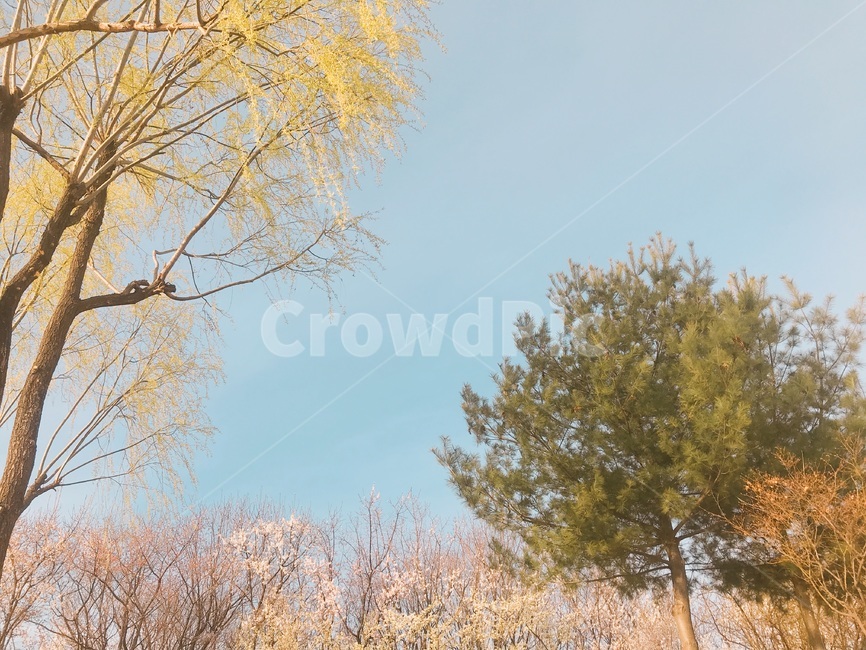 개나리,벚꽃나무,하늘,나무,가지,식물,봄,계절,spring,season,자연,풍경,nature,landscape,tree,plant,tree trunk,나무 줄기