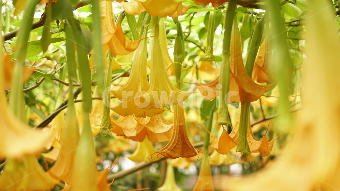 호박꽃,노랑색,식물,꽃,봄,식물,자연,plants,nature,꽃,flower