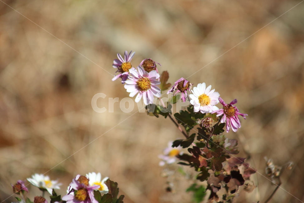 plant,식물,flower,꽃,blossom,식물,자연,plants,nature,꽃,flower