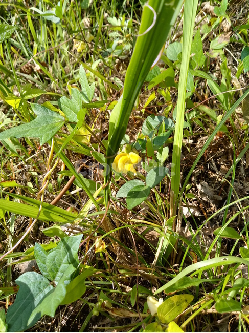 야생화,wildflower,들꽃,들풀,나뭇잎,leaf,식물,자연,plants,nature,꽃,flower