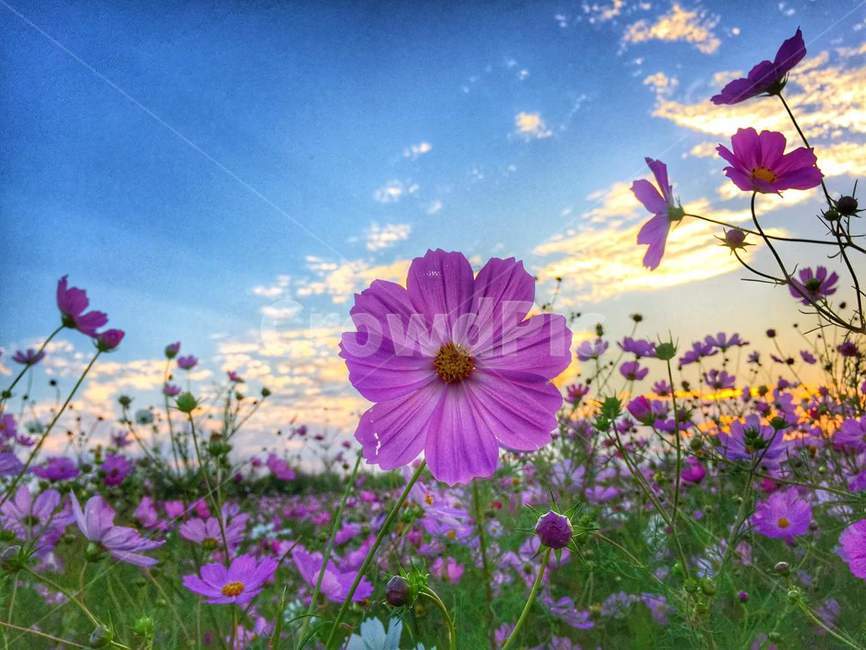 plant,식물,spring,봄,daisy,purple,꽃,보라색,데이지,blossom,flower,코스모스,공원