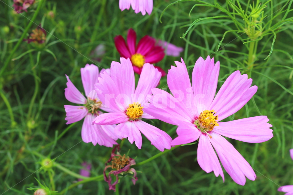 꽃,코스모스,코스모스꽃,식물,국화과,가을,식물,자연,plants,nature,꽃,flower