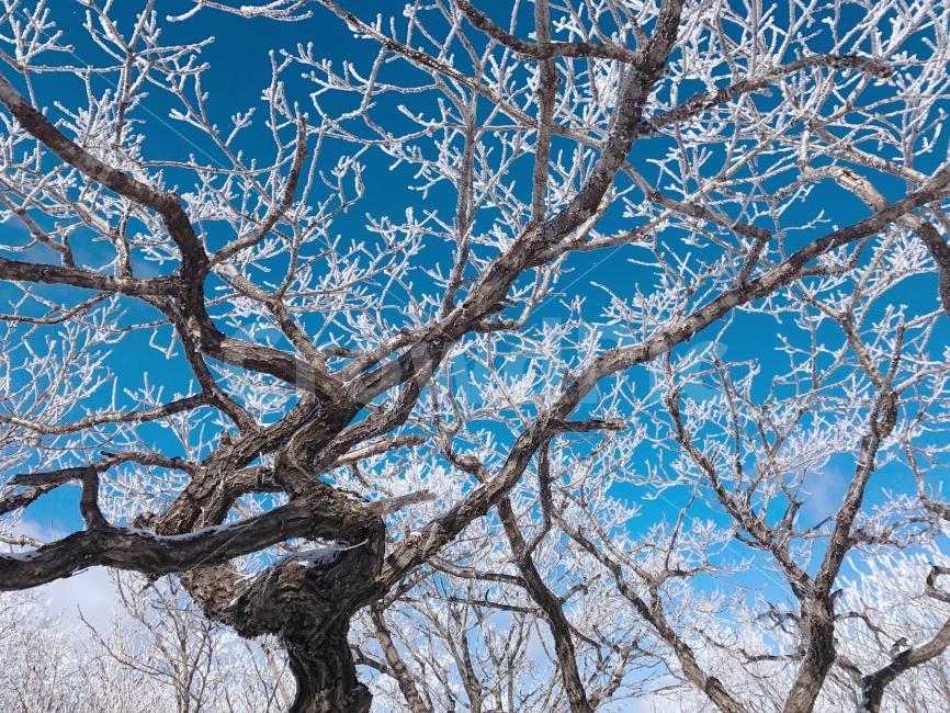 눈꽃,겨울산,설산,상고대,눈,등산,나무,식물,자연,plants,nature,겨울,계절,winter,season