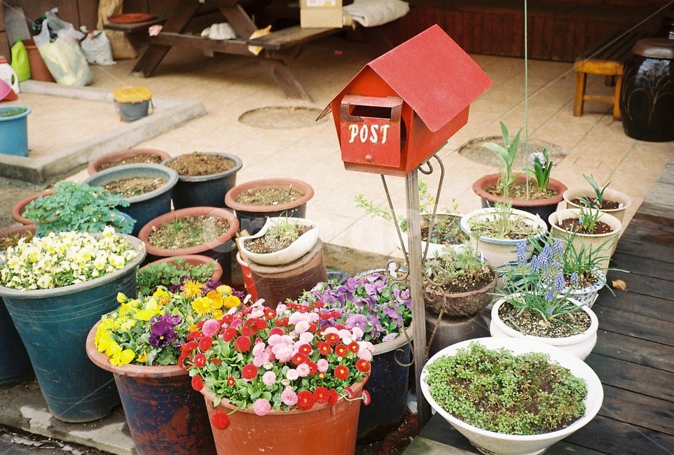 꽃,감성,색감,필름,필름카메라,아날로그,analog,우체통,실내용화초,화분,화초,house plant