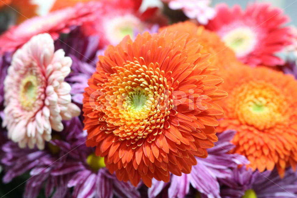 국화,꽃,국화꽃,식물,구화,원예,관상용,식물,자연,plants,nature,꽃,flower