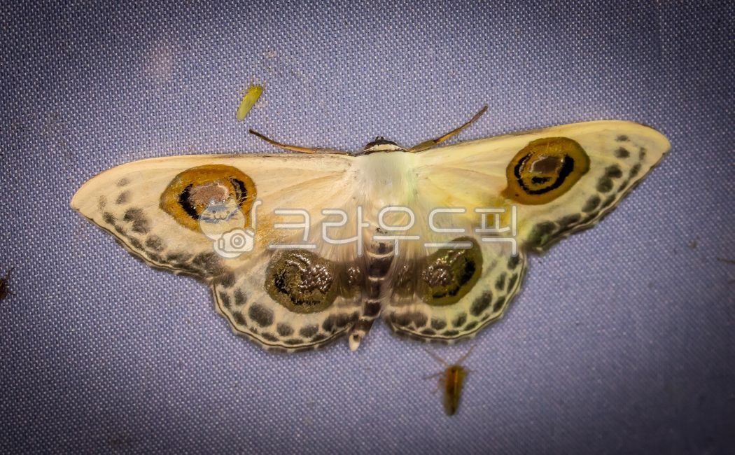 네눈은빛애기자나방,problepsis,diazoma,자나방과,나비목,나방,곤충,동물,무척추동물,insect,animal,invertebrate