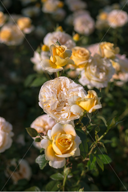꽃,자연,식물,꽃사진,배경화면,장미,풍경사진,감성사진,식물,자연,plants,nature,꽃,flower