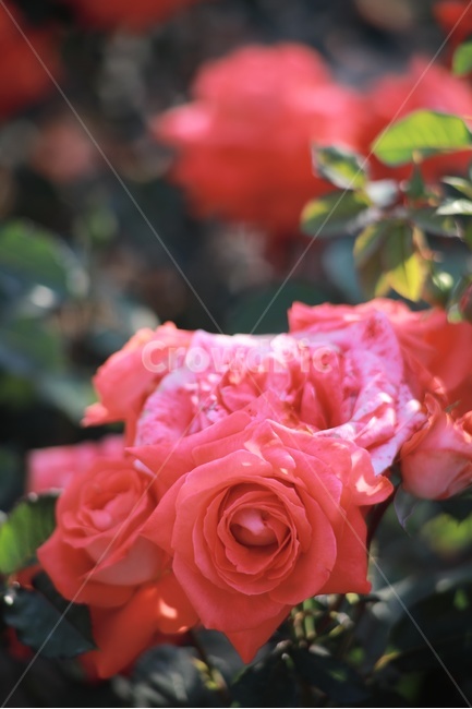 장미,빨간장미,공원,정원,rose,red,redrose,장미정원,장미꽃,flower,garden,park,식물,자연,plants,nature,꽃,flower,색깔,색상,색채,색감,color sense,color sensitivity,feeling of color