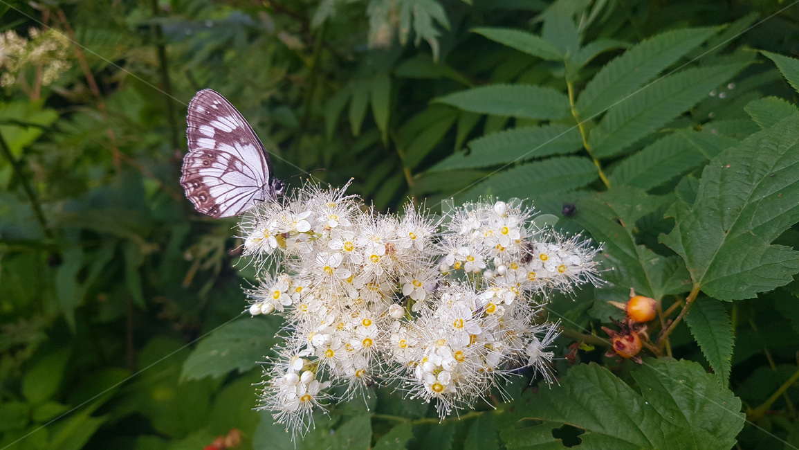 꽃,자연,생물,butterfly,green,식물,풀,흰색꽃,여름,summer,plants