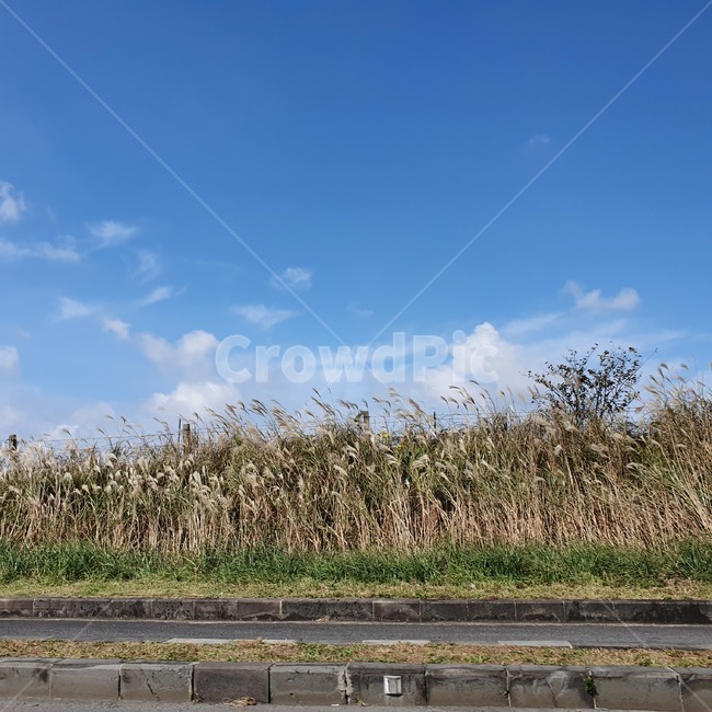 plant,식물,grass,잔디,갈대,하늘,구름,sky,돌